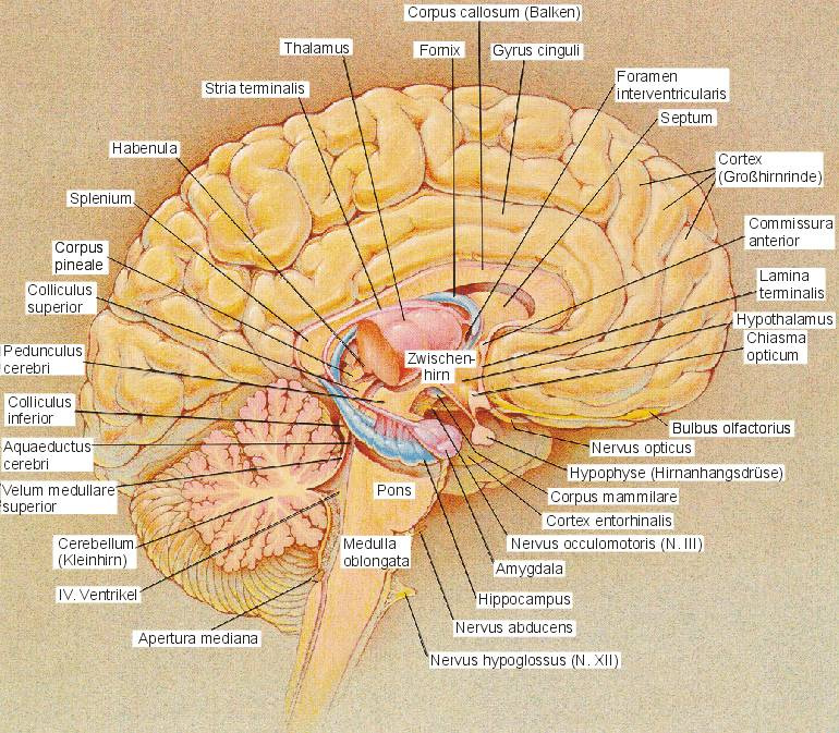 Abbildung 1: Gehirnstrukturen