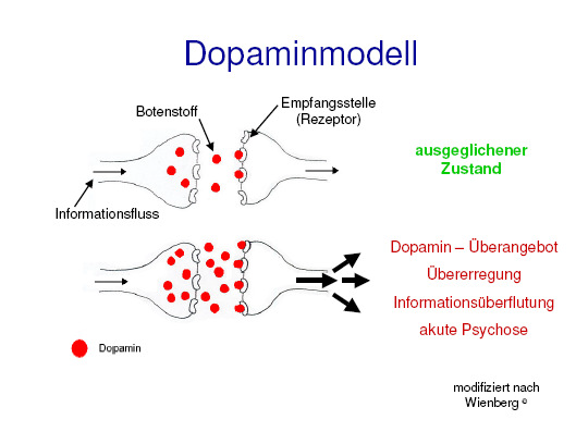 Abbildung 13: Dopaminmodell (aus www.psychiatrie.uni-luebeck.de/lehre/Schizophrenie 11.03.2008)