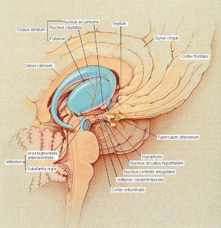 Abbildung 2: Strukturen im Stammhirn